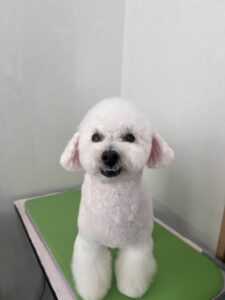 ハッピーくんのトリミング写真