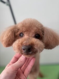 フランくんのトリミング写真