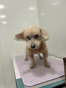 フランくんのトリミング写真