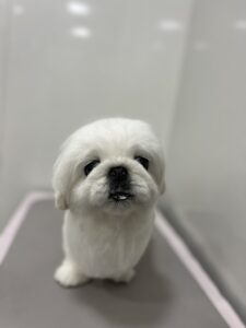 ペキコちゃんのトリミング写真