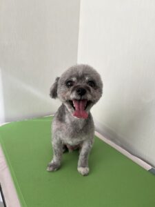 ペルーサくんのトリミング写真