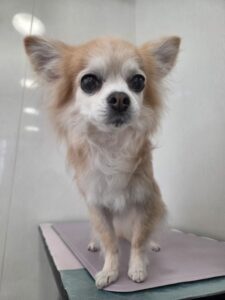マイカちゃんのトリミング写真