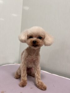 マカロンちゃんのトリミング写真