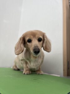 マロンくんのトリミング写真