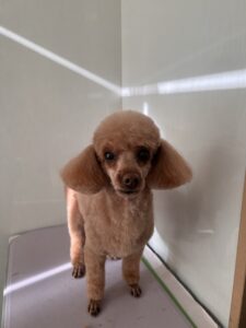 メイプルくんのトリミング写真