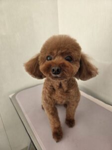 モカちゃんのトリミング写真