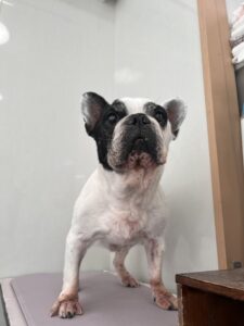 ヨシムネくんのトリミング写真