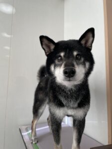 ラッキーくんのトリミング写真