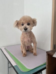 ラテくんのトリミング写真