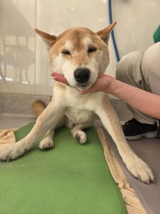 リオンくんのトリミング写真