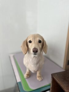 ルクスくんのトリミング写真