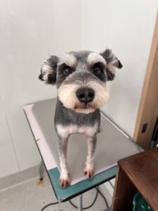 ルークくんのトリミング写真