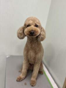 レオンくんのトリミング写真