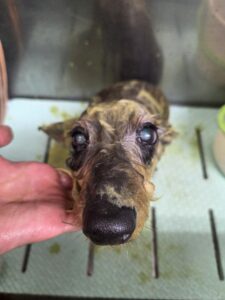 ロビンくんのトリミング写真