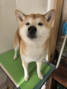 小太郎(こたろう)くんのトリミング写真