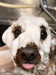 李(もも)くんのトリミング写真