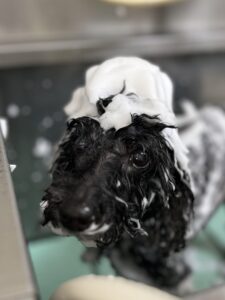 杏ちゃんのトリミング写真