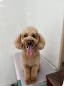 栗(くり)くんのトリミング写真