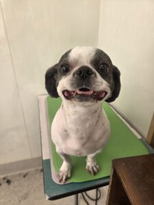 然(ぜん)くんのトリミング写真