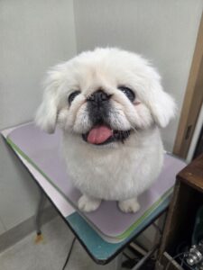 らふぁちゃんのトリミング写真