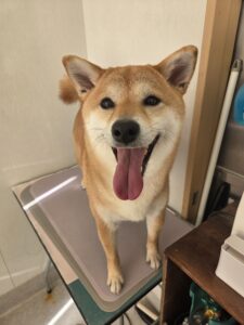 杏(あんず)ちゃんのトリミング写真