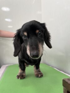 小次郎（こじろう）くんのトリミング写真