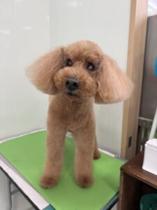 リオくんのトリミング写真