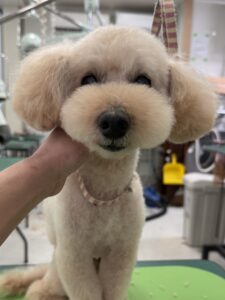 モカくんのトリミング写真