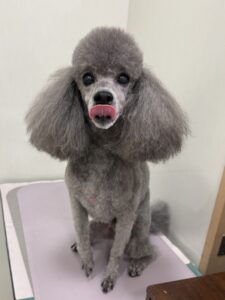 たけ丸くんのトリミング写真