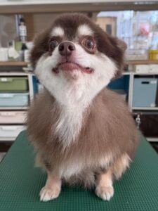 琥珀(こはく)くんのトリミング写真