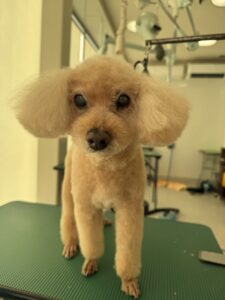 マリンちゃんのトリミング写真