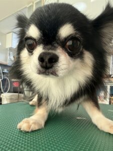 ココアくんのトリミング写真