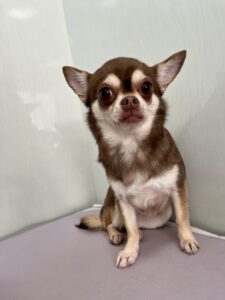 ひなちゃんのトリミング写真