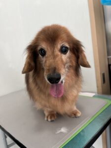 チョコくんのトリミング写真