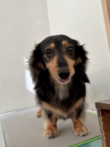 ひなちゃんのトリミング写真