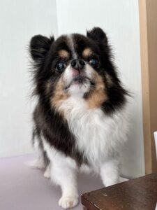 レオくんのトリミング写真