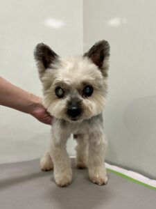 モカくんのトリミング写真