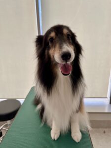 2月4日のわんこたちの写真