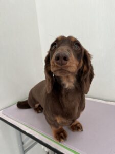 2月6日のわんこたちの写真