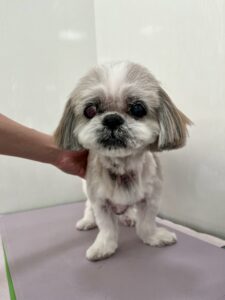 レミーちゃんのトリミング写真