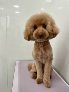 ２月７日のわんこたちの写真