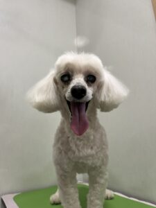 レオくんのトリミング写真