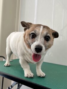 ハナちゃんのトリミング写真