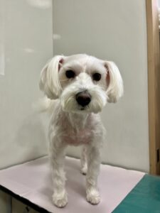 あいちゃんのトリミング写真