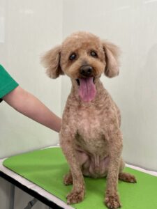 コロくんのトリミング写真