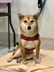テトちゃんのトリミング写真