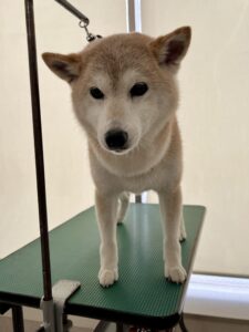 さくらちゃんのトリミング写真