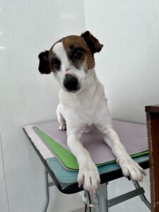 レオンくんのトリミング写真