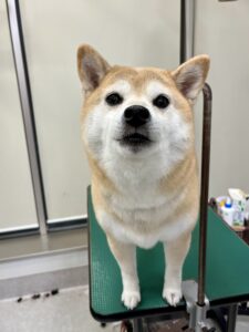 マロンちゃんのトリミング写真