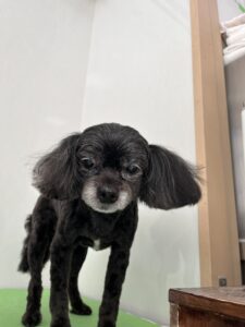 レオくんのトリミング写真